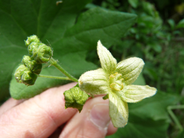 Petites Fleurs verdâtres veinées. Sur les fleurs mâles, les étamines sont jaunâtres tandis que les stigmates sont verts sur les fleurs femelles. Agrandir dans une nouvelle fenêtre (ou onglet)