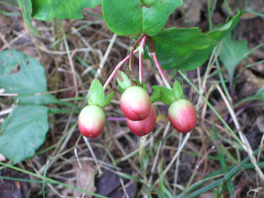 Fruits d'abord rouge orangés puis devenant noirs. Agrandir dans une nouvelle fenêtre (ou onglet)