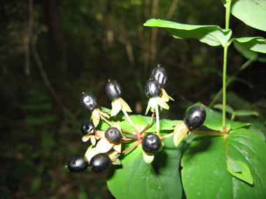 Fruits d'abord rouge orangés puis devenant noirs. Agrandir dans une nouvelle fenêtre (ou onglet)