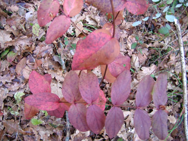 Feuilles colorées l'hiver. Agrandir dans une nouvelle fenêtre (ou onglet)