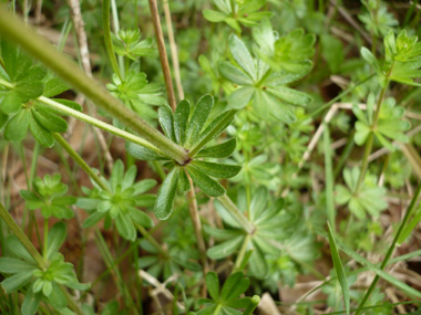 Feuilles lancéolées et mucronées. Agrandir dans une nouvelle fenêtre (ou onglet)