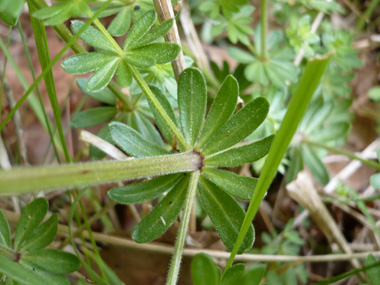 Feuilles lancéolées et mucronées. Agrandir dans une nouvelle fenêtre (ou onglet)