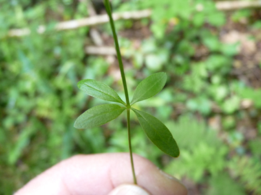 Feuilles verticillées par 4 à 6. Ressemblant à une ellipse, elles sont mucronées. Agrandir dans une nouvelle fenêtre (ou onglet)