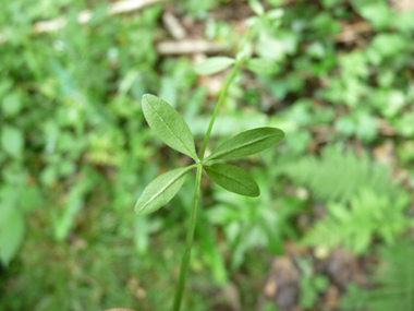 Verso des feuilles. Agrandir dans une nouvelle fenêtre (ou onglet)