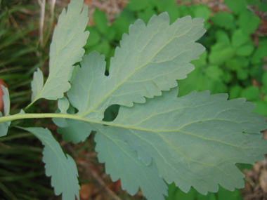 Face inférieure des feuilles glauque. Agrandir dans une nouvelle fenêtre (ou onglet)