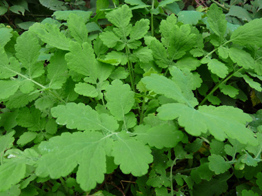 Feuille molle dont le dessous est glauque. Agrandir dans une nouvelle fenêtre (ou onglet)