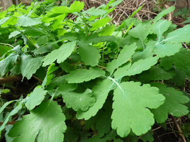 Feuille molle dont le dessous est glauque. Agrandir dans une nouvelle fenêtre (ou onglet)