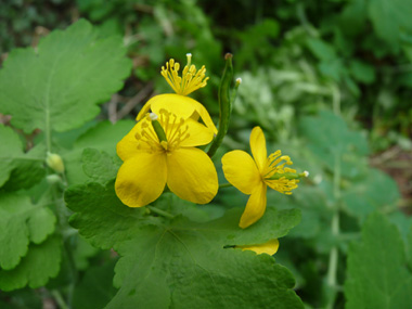 Petites fleurs jaunes à 4 pétales. Agrandir dans une nouvelle fenêtre (ou onglet)