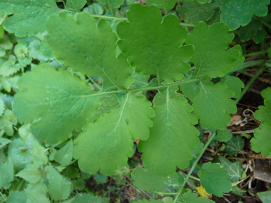 Feuille molle dont le dessous est glauque. Agrandir dans une nouvelle fenêtre (ou onglet)