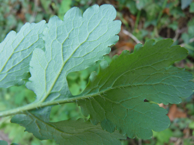 Face inférieure des feuilles glauque. Agrandir dans une nouvelle fenêtre (ou onglet)