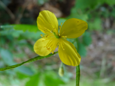 Petites fleurs jaunes à 4 pétales. Agrandir dans une nouvelle fenêtre (ou onglet)