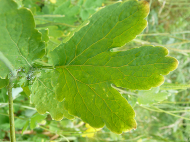 Feuille molle dont le dessous est glauque. Agrandir dans une nouvelle fenêtre (ou onglet)