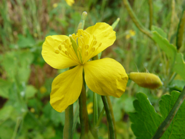 Petites fleurs jaunes à 4 pétales. Agrandir dans une nouvelle fenêtre (ou onglet)