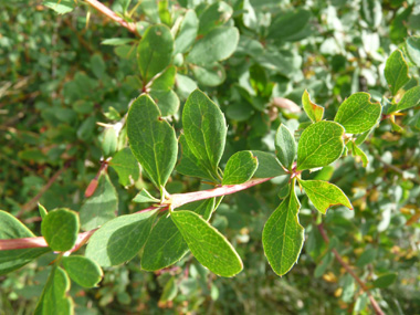 Feuilles alternes ovales vert tirant parfois vers le pourpre et finement dentées. Agrandir dans une nouvelle fenêtre (ou onglet)