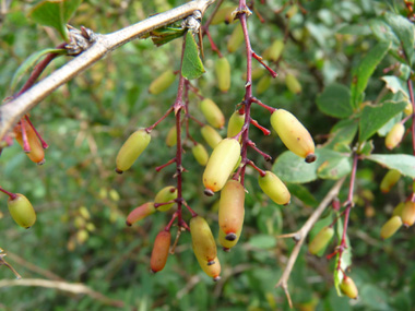 Fruits en forme de baies oblongues, rouges à maturité. Agrandir dans une nouvelle fenêtre (ou onglet)