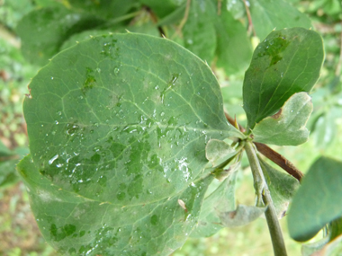 Feuilles alternes ovales vert tirant parfois vers le pourpre et finement dentées. Agrandir dans une nouvelle fenêtre (ou onglet)