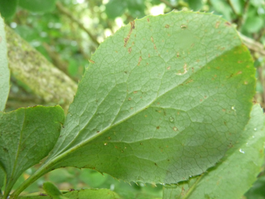 Feuilles alternes ovales vert tirant parfois vers le pourpre et finement dentées. Agrandir dans une nouvelle fenêtre (ou onglet)