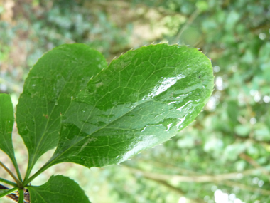 Feuilles alternes ovales vert tirant parfois vers le pourpre et finement dentées. Agrandir dans une nouvelle fenêtre (ou onglet)