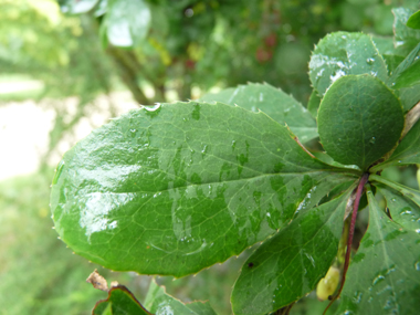 Feuilles alternes ovales vert tirant parfois vers le pourpre et finement dentées. Agrandir dans une nouvelle fenêtre (ou onglet)