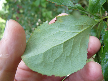 Feuilles alternes ovales vert tirant parfois vers le pourpre et finement dentées. Agrandir dans une nouvelle fenêtre (ou onglet)