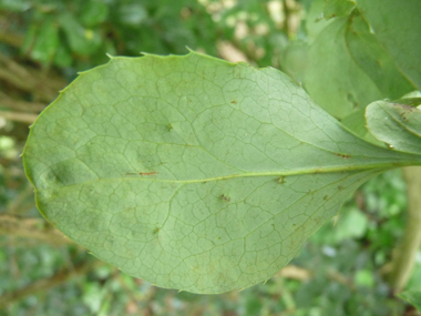 Feuilles alternes ovales vert tirant parfois vers le pourpre et finement dentées. Agrandir dans une nouvelle fenêtre (ou onglet)