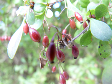 Fruits en forme de baies oblongues, rouges à maturité. Agrandir dans une nouvelle fenêtre (ou onglet)