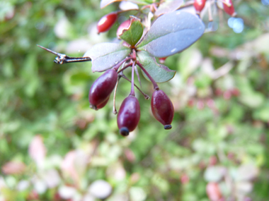 Fruits en forme de baies oblongues, rouges à maturité. Agrandir dans une nouvelle fenêtre (ou onglet)