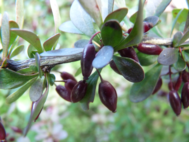 Fruits en forme de baies oblongues, rouges à maturité. Agrandir dans une nouvelle fenêtre (ou onglet)