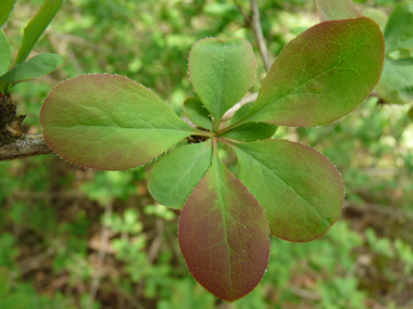 Feuilles alternes ovales vert tirant parfois vers le pourpre et finement dentées. Agrandir dans une nouvelle fenêtre (ou onglet)