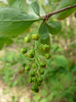 Fleurs jaunes réunies en grappes tombantes. Agrandir dans une nouvelle fenêtre (ou onglet)