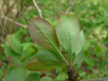 Feuilles alternes ovales vert tirant parfois vers le pourpre et finement dentées. Agrandir dans une nouvelle fenêtre (ou onglet)