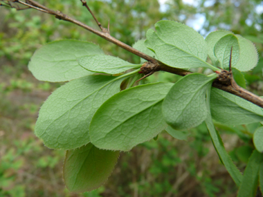 Feuilles alternes ovales vert tirant parfois vers le pourpre et finement dentées. Agrandir dans une nouvelle fenêtre (ou onglet)