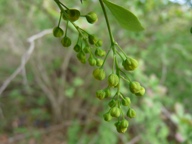 Fleurs jaunes réunies en grappes tombantes. Agrandir dans une nouvelle fenêtre (ou onglet)