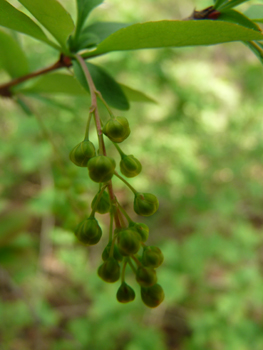 Fleurs jaunes réunies en grappes tombantes. Agrandir dans une nouvelle fenêtre (ou onglet)