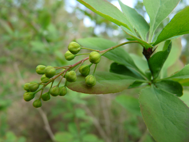 Fleurs jaunes réunies en grappes tombantes. Agrandir dans une nouvelle fenêtre (ou onglet)