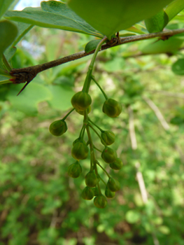 Fleurs jaunes réunies en grappes tombantes. Agrandir dans une nouvelle fenêtre (ou onglet)