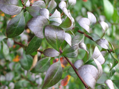 Feuilles alternes ovales vert tirant parfois vers le pourpre et finement dentées. Agrandir dans une nouvelle fenêtre (ou onglet)