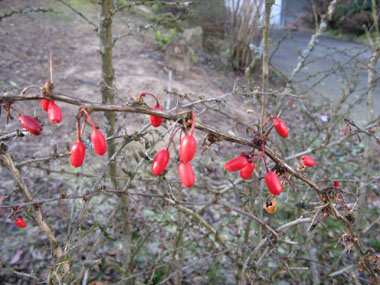 Fruits en forme de baies oblongues, rouges à maturité. Agrandir dans une nouvelle fenêtre (ou onglet)