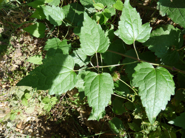 Feuilles opposées et composées de 3 à 9 folioles. Agrandir dans une nouvelle fenêtre (ou onglet)