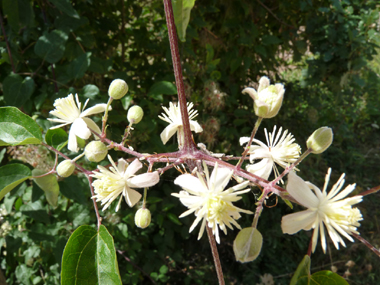 Fleurs comportant 4 ou 5 sépales blanches. Agrandir dans une nouvelle fenêtre (ou onglet)