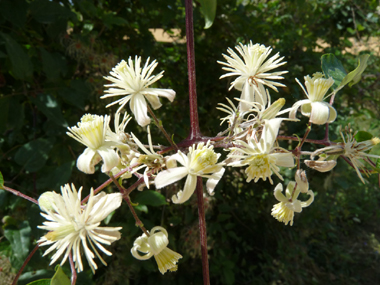 Fleurs comportant 4 ou 5 sépales blanches. Agrandir dans une nouvelle fenêtre (ou onglet)