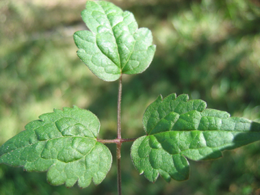 Feuilles opposées et composées de 3 à 9 folioles. Agrandir dans une nouvelle fenêtre (ou onglet)