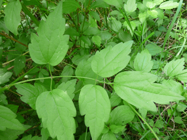 Feuilles opposées et composées de 3 à 9 folioles. Agrandir dans une nouvelle fenêtre (ou onglet)