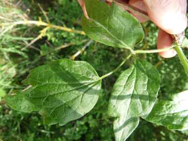 Feuilles opposées et composées de 3 à 9 folioles. Agrandir dans une nouvelle fenêtre (ou onglet)