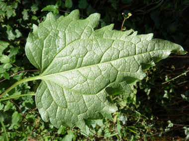 Feuilles opposées et composées de 3 à 9 folioles. Agrandir dans une nouvelle fenêtre (ou onglet)