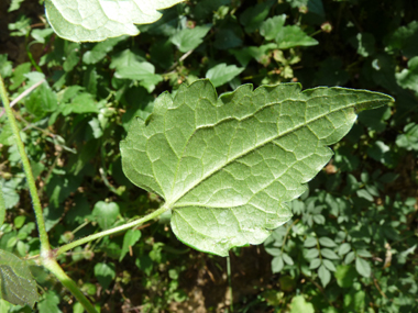 Verso des feuilles. Agrandir dans une nouvelle fenêtre (ou onglet)