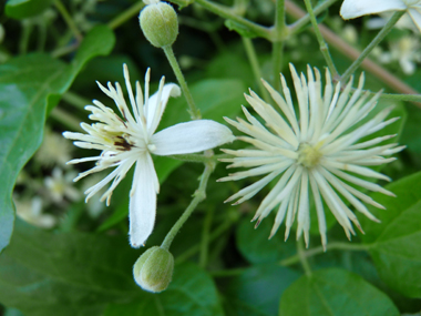 Fleurs comportant 4 ou 5 sépales blanches. Agrandir dans une nouvelle fenêtre (ou onglet)