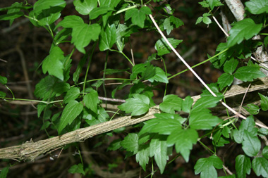 Feuilles opposées et composées de 3 à 9 folioles. Agrandir dans une nouvelle fenêtre (ou onglet)