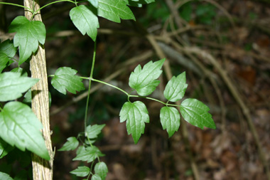 Feuilles opposées et composées de 3 à 9 folioles. Agrandir dans une nouvelle fenêtre (ou onglet)