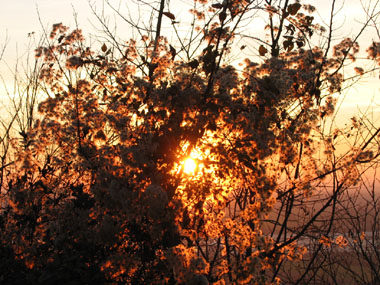 A contre-jour en hiver. Agrandir dans une nouvelle fenêtre (ou onglet)